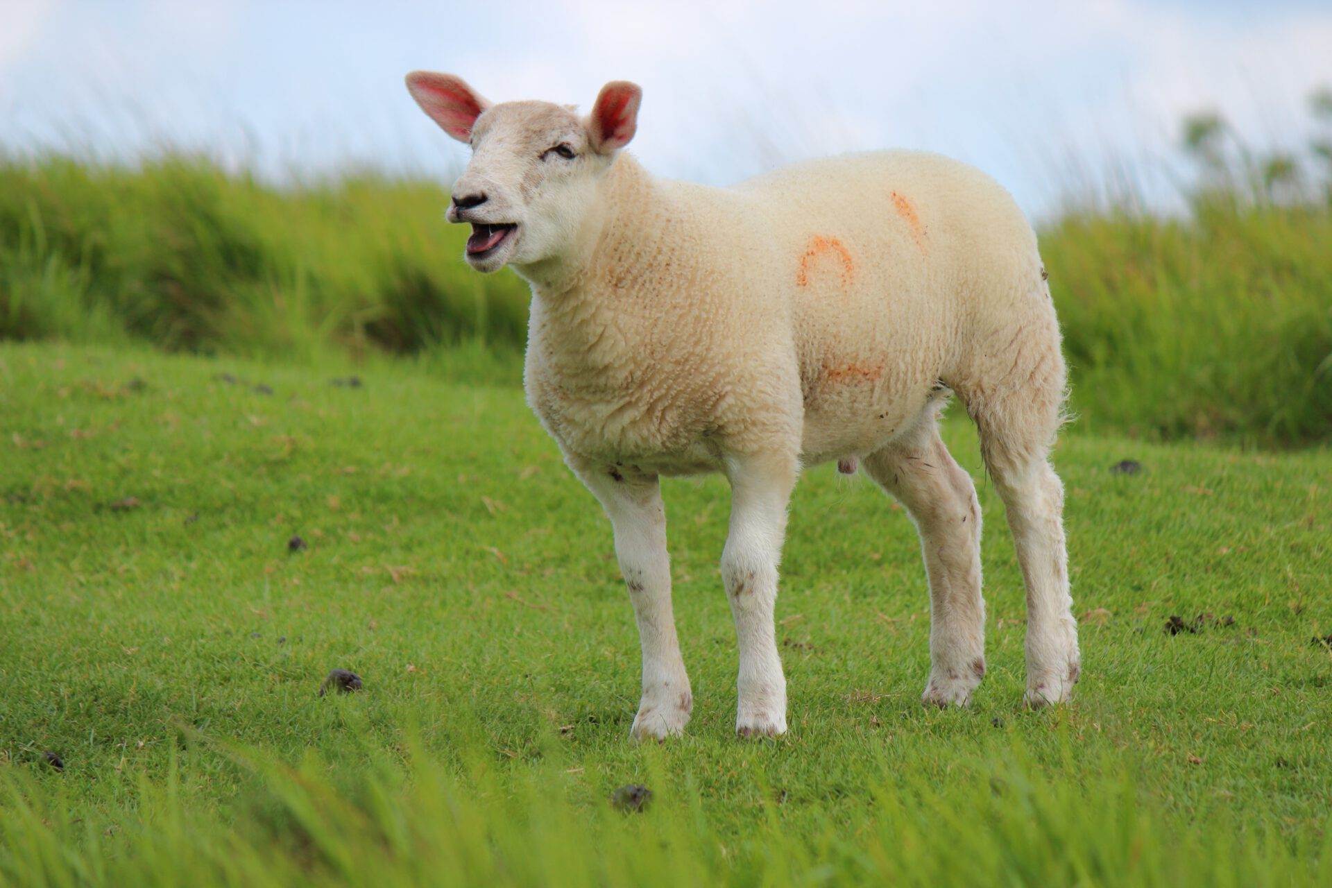 Blökendes Lamm mit offenem Maul auf einer grünen Wiese