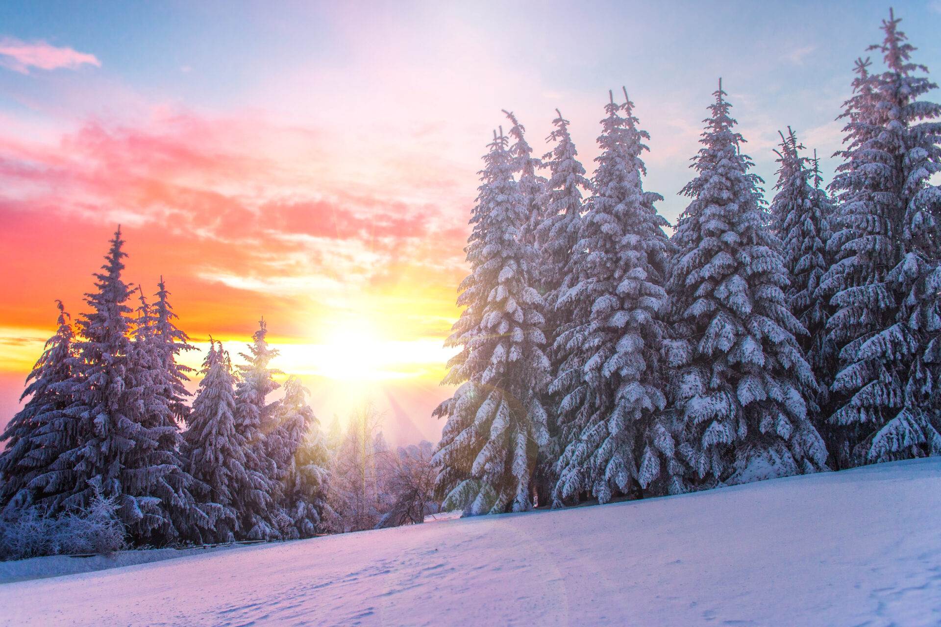 Tiefstehende Wintersonne über verschneiten Tannen