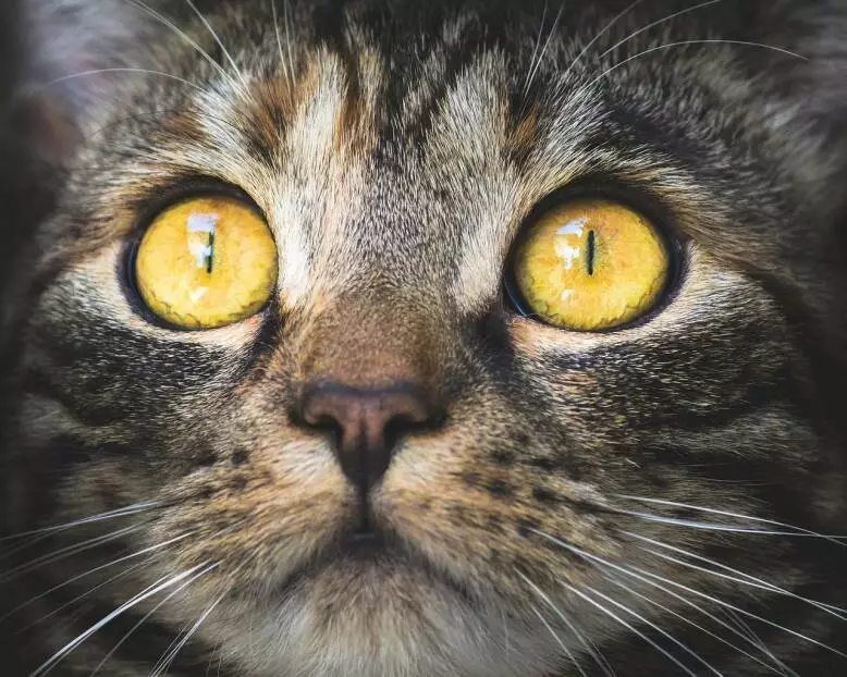 Katze fixiert konzentriert einen Punkt