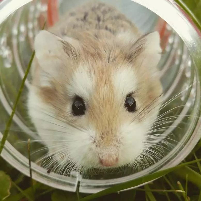 Zielstrebigkeit beim Ausstieg aus dem Hamsterrad