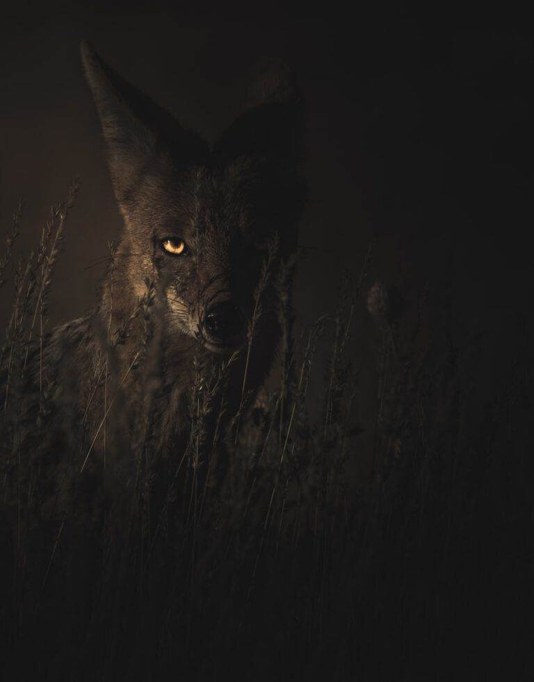 Wolf im nächtlichen Dunkel zwischen hohen Gräsern, ein Auge leuchtet